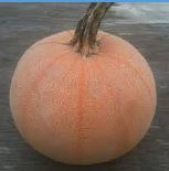 PUMPKIN, WINTER LUXURY