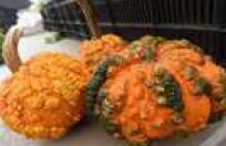 PUMPKIN, MINI WARTS