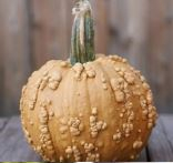 PUMPKIN, GRIZZLY BEAR
