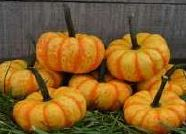 PUMPKIN, MINI, SPARK