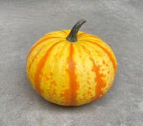 PUMPKIN, BLAZE