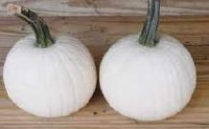 PUMPKIN, MINI, SNOWDROP