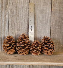 PINE CONES, PONDEROSA, 150/CASE