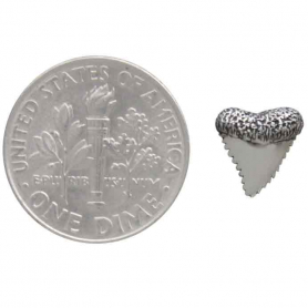 Sterling Silver Shark Tooth Post Earrings 9x8mm