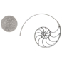 Sterling Silver Nautilus Spiral Hoop Earrings with Dime