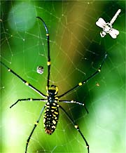 Spider in Web with Silver Charm