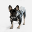 WOOF Concept Lab IX Arrow Black Reflective Windbreaker 14