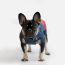 WOOF Concept Lab IX Arrow Navy Blue and Red Windbreaker 12