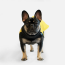 WOOF Concept Lab IX Wintertide Jacket Yellow 14