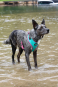 DOOG Neon Dog Harness Rin Tin Tin XLARGE