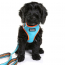 DOOG Neon Dog Harness Beethoven SMALL