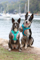 DOOG Neon Dog Harness Beethoven LARGE