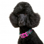 DOOG Neon Dog Collar Rin Tin Tin SMALL