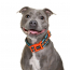 DOOG Neon Dog Collar Beethoven SMALL