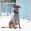 GF PET Gondola Base Layer  CHARCOAL  M