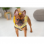 GF PET Reversible Raincoat  YELLOW  M
