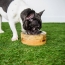 GF PET  Mango Wood Bowl  L