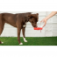 GF PET Water Bottle  - RED - NEW STYLE
