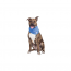 GF PET Ice Band - L/XL