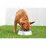 GF PET Ice Bowl - WHITE/BLUE