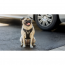 GF PET Travel Harness - BLACK - S