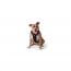 GF PET Travel Harness - BLACK - L