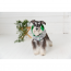 GF PET Reversible Raincoat - GREEN - XL