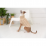 GF PET Chalet Sweater - OATMEAL - 3XL