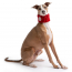 GF PET CHALET TUBE SCARF - RED - S