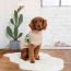 GF PET WINTER SAILOR SWEATER - OATMEAL MIX - XS