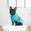 GF PET WINTER SAILOR SWEATER - AQUA - 3XL