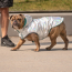 GF PET Reversible Raincoat - NEON AQUA WITH IRIDESCENT - X