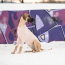 GF PET Gondola Base Layer PINK L