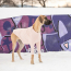 GF PET Gondola Base Layer PINK L