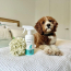 PURODORA Urine Odor Neutralizer 473ml