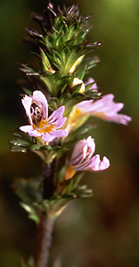 Eyebright Extract