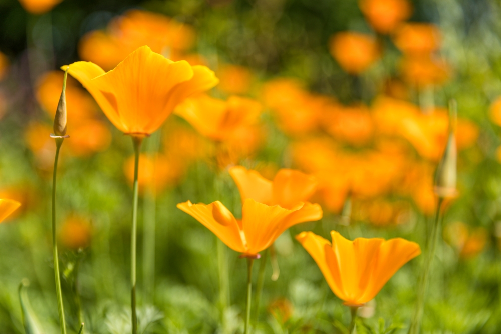 California Poppy.