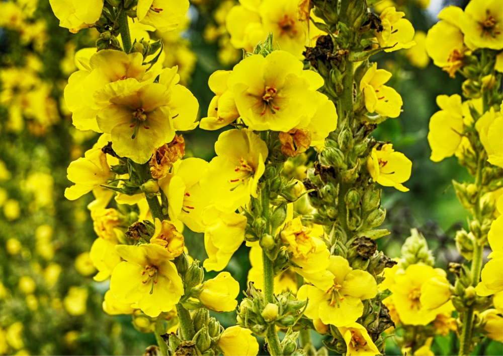Mullein flowers.