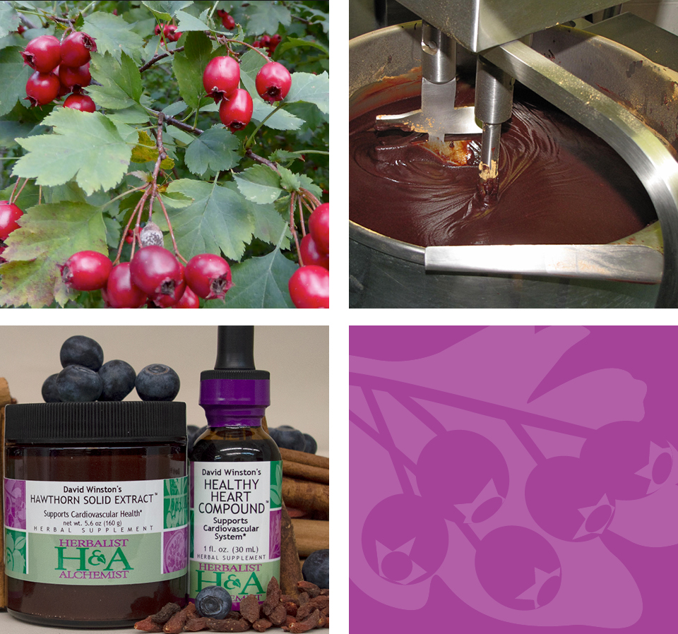 hawthorn berries on tree branch. herbalist and alchemist hawthorn solid extract being made onsite. finished hawthorn solid extract next to hawthorn liquid extract, botanicals surrounding. herbalist and alchemist berry motif