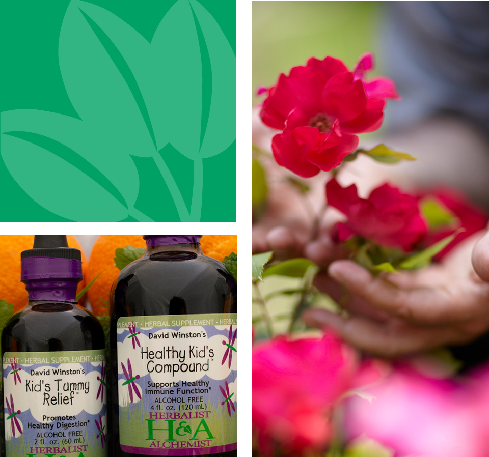 green leaf motif. closeup hand with red flowers. herbalist and alchemist kids tummy relief and healthy kids compound with botanicals surrounding