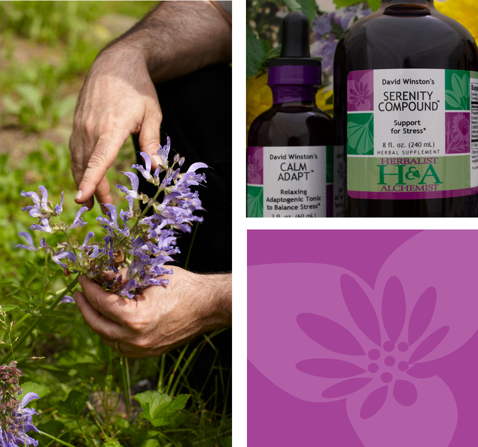 hand with botanical flowers. herbalist and alchemist calm adapt and serenity compound bottles with botanicals surrounding. 