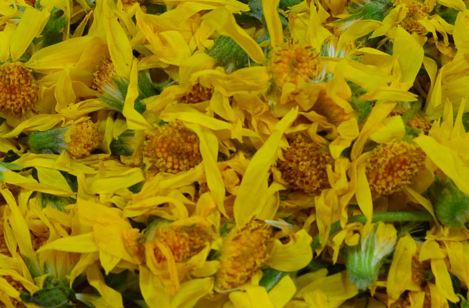 Arnica flowers.