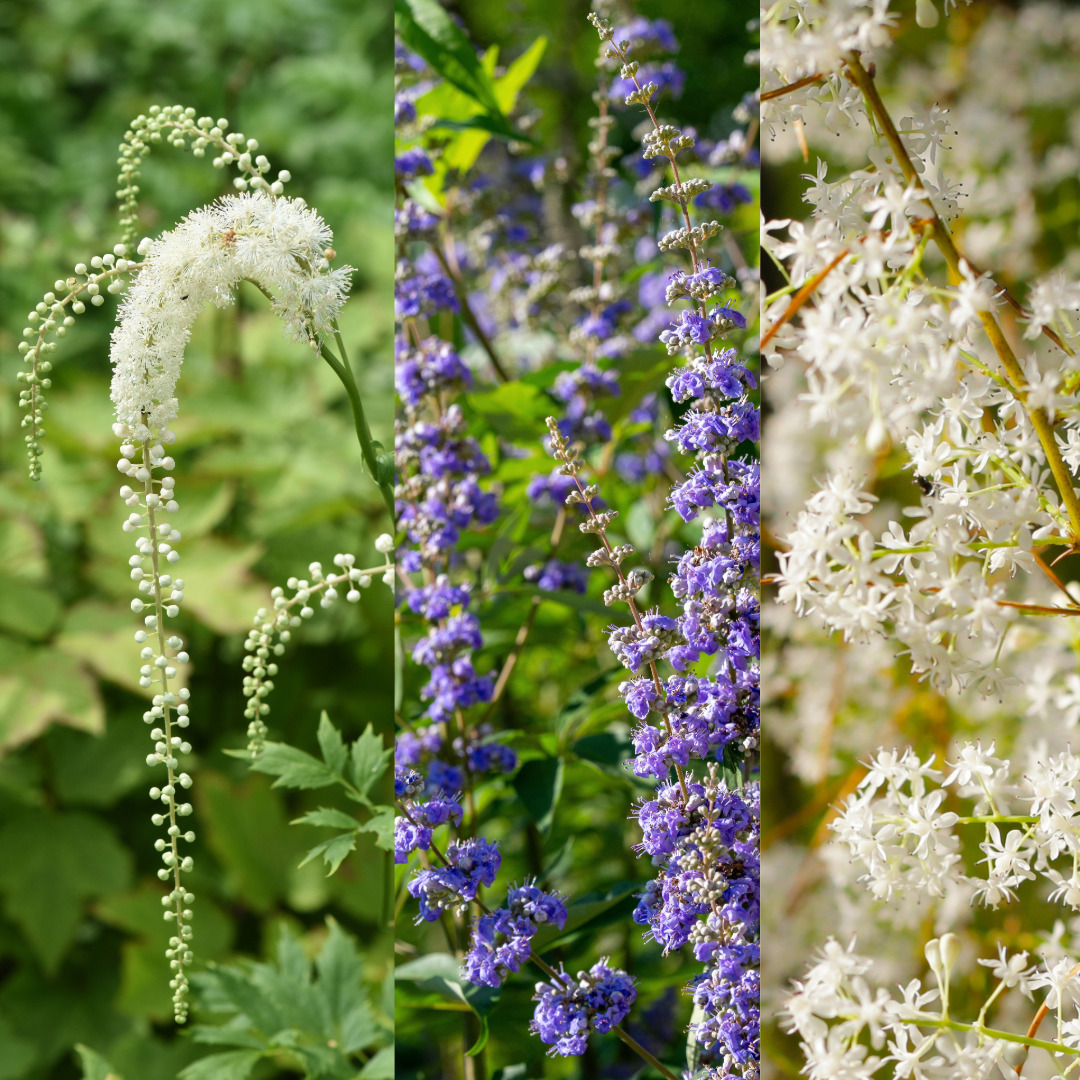 black cohosh, chaste tree, shatavari plants