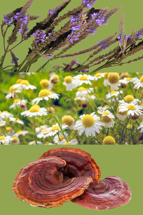 Blue vervain, Chamomile flowers, Reishi mushroom.