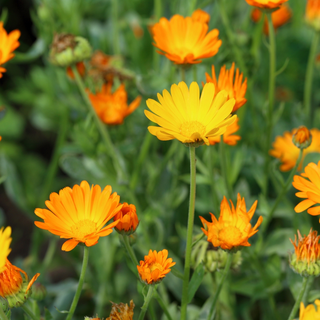 Calendula flowers.