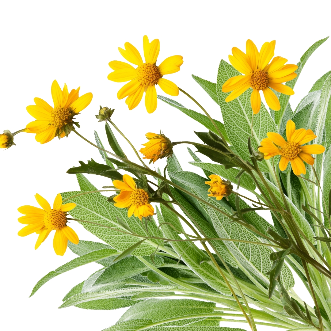 Calendula flowers and white sage leaves.