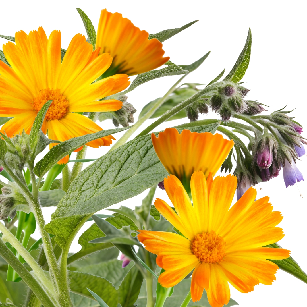 Comfrey leaves and Calendula flowers.