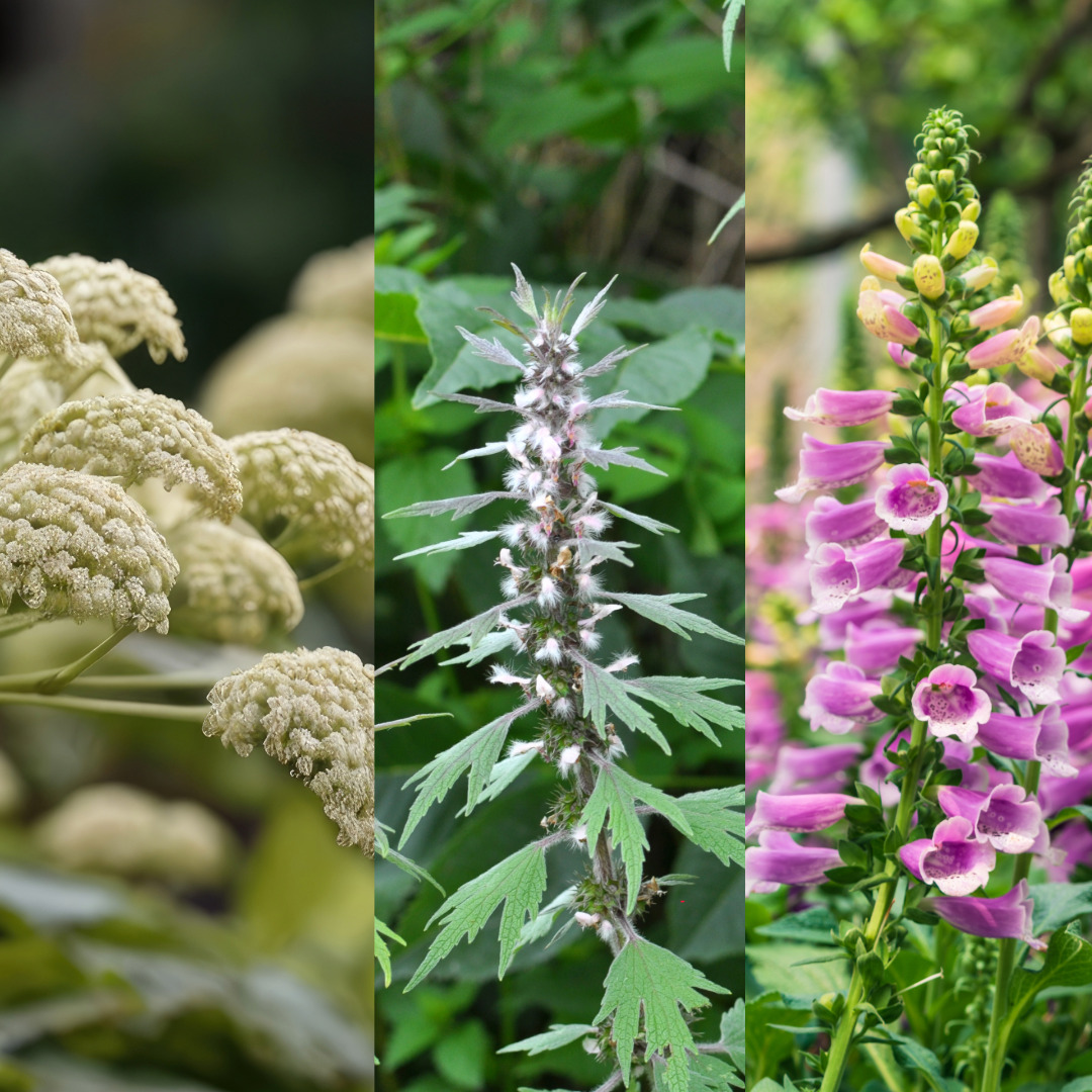 Dang Quai, Motherwort, Rehmannia plants