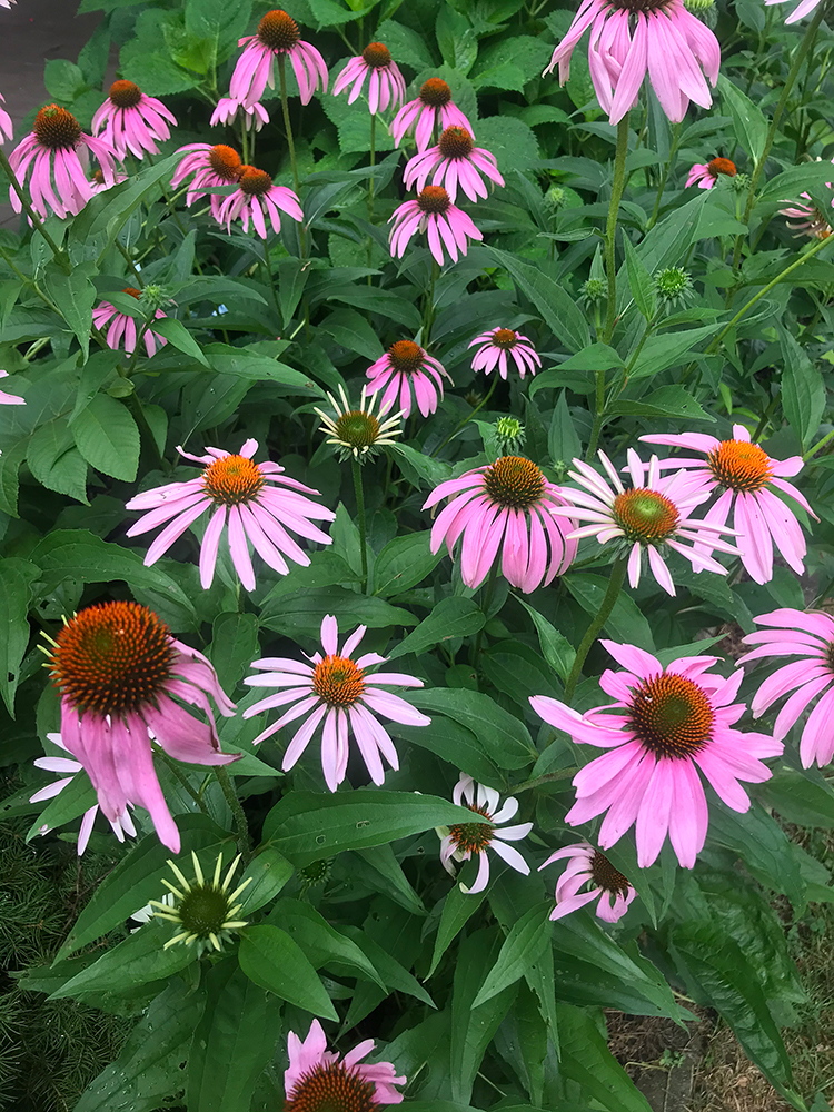 echinacea.