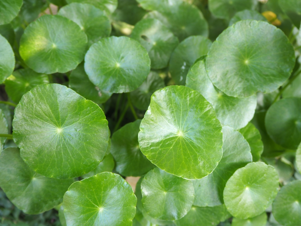 Gotu Kola.